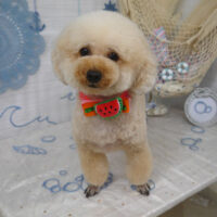 【山手店】2023年7月7日のワンちゃん達♪