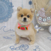 【山手店】2023年7月8日のワンちゃん達♪