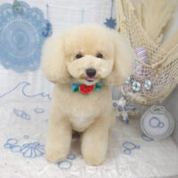 【山手店】2023年7月9日のワンちゃん達♪