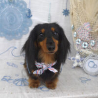 【山手店】2023年7月10日のワンちゃん達♪