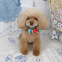 【山手店】2023年7月13日のワンちゃん達♪