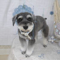 【山手店】2023年7月14日のワンちゃん達♪