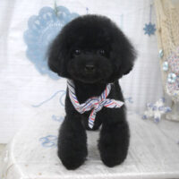 【山手店】2023年7月15日のワンちゃん達♪