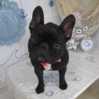 【山手店】2023年7月16日のワンちゃん達♪