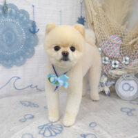 【山手店】2023年7月17日のワンちゃん達♪