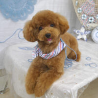 【山手店】2023年7月20日のワンちゃん達♪