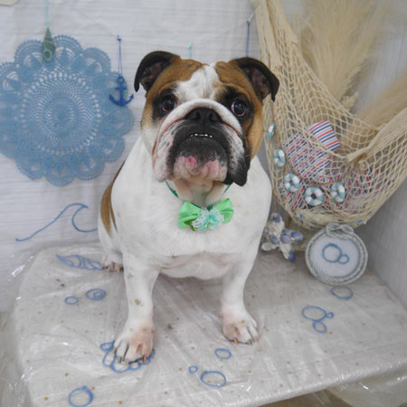 【山手店】2023年7月21日のワンちゃん達♪