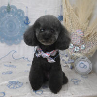 【山手店】2023年7月22日のワンちゃん達♪