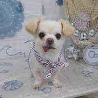 【山手店】2023年7月23日のワンちゃん達♪