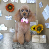 【山手店】2023年7月24日のワンちゃん達♪