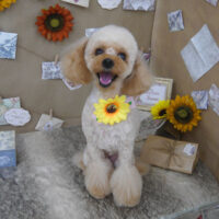 【山手店】2023年7月27日のワンちゃん達♪