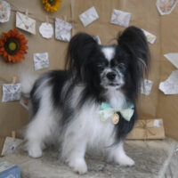 【山手店】2023年7月28日のワンちゃん達♪