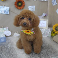 【山手店】2023年7月29日のワンちゃん達♪