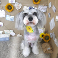 【山手店】2023年7月30日のワンちゃん達♪