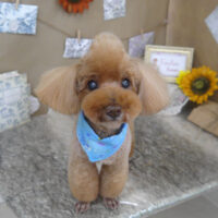 【山手店】2023年7月31日のワンちゃん達♪