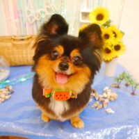 【池下店】2023年7月1日のワンちゃん達♪