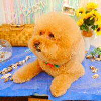 【池下店】2023年7月2日のワンちゃん達♪