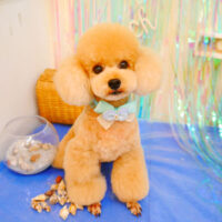 【池下店】2023年7月3日のワンちゃん達♪