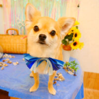 【池下店】2023年7月6日のワンちゃん達♪