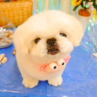 【池下店】2023年7月7日のワンちゃん達♪