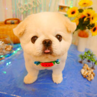 【池下店】2023年7月8日のワンちゃん達♪