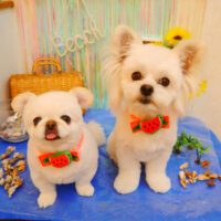 【池下店】2023年7月9日のワンちゃん達♪