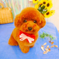 【池下店】2023年7月10日のワンちゃん達♪