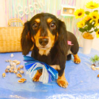 【池下店】2023年7月13日のワンちゃん達♪