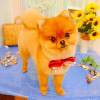 【池下店】2023年7月14日のワンちゃん達♪