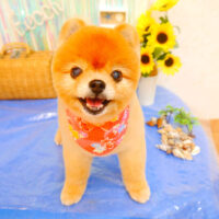 【池下店】2023年7月15日のワンちゃん達♪