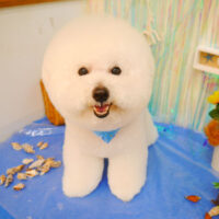 【池下店】2023年7月16日のワンちゃん達♪