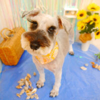 【池下店】2023年7月17日のワンちゃん達♪