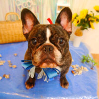 【池下店】2023年7月20日のワンちゃん達♪