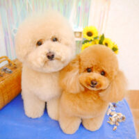 【池下店】2023年7月21日のワンちゃん達♪