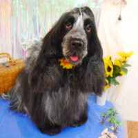 【池下店】2023年7月22日のワンちゃん達♪