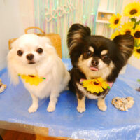 【池下店】2023年7月23日のワンちゃん達♪