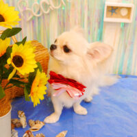 【池下店】2023年7月24日のワンちゃん達♪