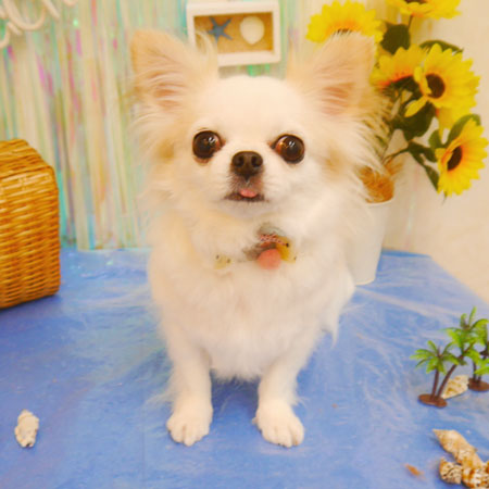 【池下店】2023年7月26日のワンちゃん達♪