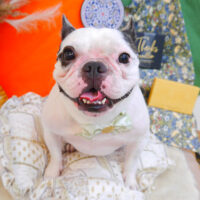 【池下店】2023年7月27日のワンちゃん達♪