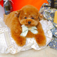 【池下店】2023年7月28日のワンちゃん達♪