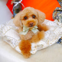 【池下店】2023年7月29日のワンちゃん達♪