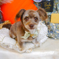 【池下店】2023年7月30日のワンちゃん達♪