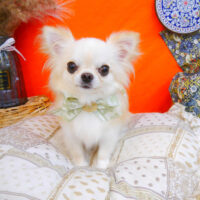 【池下店】2023年7月31日のワンちゃん達♪