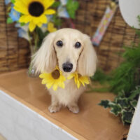 【本店】2023年8月12日のワンちゃん達♪