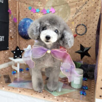 【本店】2023年8月31日のワンちゃん達♪