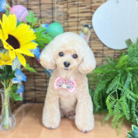 【本店】2023年8月3日のワンちゃん達♪