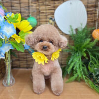 【本店】2023年8月6日のワンちゃん達♪