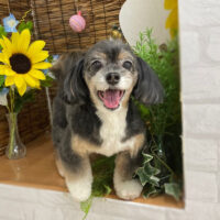 【本店】2023年8月19日のワンちゃん達♪