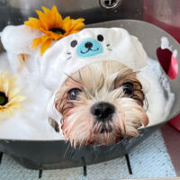 【本店】2023年8月20日のワンちゃん達♪