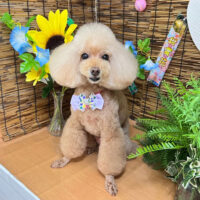 【本店】2023年8月21日のワンちゃん達♪